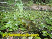 /home//u458753944/public_html/sourcegallery////////Frogs/Bullfrogs 2016-08 Ontario/P8120038.JPG